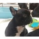 Imagine anunţ Bulldog franceză pui de vanzare