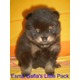 Imagine anunţ Pomeranian cu pedigree