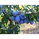 Imagine anunţ Producator pomi fructiferi altoiti: prun, mar, piersic, cais, calitate si seriozitate