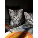 Imagine anunţ Vand pisici British Shorthair cu varsta de 8 saptamani frumoase si jucause. Pisicile sunt vaccinate , deparazitate si au carnet de sanatate. Mai multe detalii