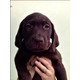 Imagine anunţ Catelusa Labrador Retriever de vanzare