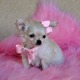 Imagine anunţ Pui Chihuahua adorabil pentru adoptare