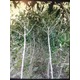 Imagine anunţ arbusti goji 1 an cu ramificatii