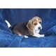Imagine anunţ Crescator vand catelusi Beagle