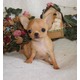 Imagine anunţ Vand catelusi Chihuahua