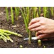 Imagine anunţ Muncitori Germania la recoltat sparanghel