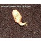 Imagine anunţ Arachis hypogaea (alune de pamant)