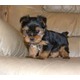 Imagine anunţ yorkshire terrier mini toy