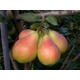 Imagine anunţ Vand tuica de pere, prune si mere de Maramures
