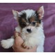 Imagine anunţ Yorkshire Terrier Pups fete și băieți avaiable pentru adoptare gratuit
