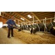 Imagine anunţ Angajam direct , ingrijitor de vaci - fara mediere – 1100 euro/luna!