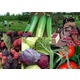 Imagine anunţ Oferte noi pentru agricultura la ferma de legume Germania/1400 euro