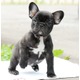 Imagine anunţ Bulldog Francez, talie mica, negri si albi