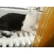 Imagine anunţ Dau spre adoptie pui de pisicuta de 12 luni culoare alba cu pete negre.Castrata.Telefon:0767.15 7.410.