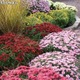 Imagine anunţ Vand Crizanteme butasi 20+10 gratis