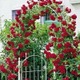 Imagine anunţ Vand Trandafiri urcatori parfumati-20+10 gratis