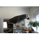 Imagine anunţ Atractive Papagalii gri african de vânzare