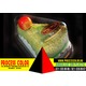 Imagine anunţ Caserole Cofetarie Process Color
