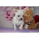 Imagine anunţ pui Chihuahua sex masculin și feminin pentru adoptarea