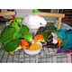 Imagine anunţ Papagali papagali fertile și ouă