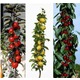 Imagine anunţ vindem pomi fructiferi