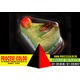 Imagine anunţ Caserole din plastic ambalaje prajituri Process Color