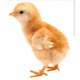 Imagine anunţ Vând pui de găină o zi rase grele