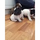 Imagine anunţ fermecător pui franceză Bulldog