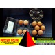 Imagine anunţ Cofraje pentru oua gaina XL Process Color