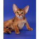 Imagine anunţ Vand pisici abisiniana bucuresti iasi oradea brasov