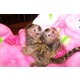 Imagine anunţ maimuțe pentru copii Marmoset pentru adoptare