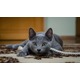 Imagine anunţ Vand pisici albastru rusia B BV IS CT GL CJ TM CV SM