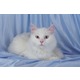 Imagine anunţ Vand pisici angora turceasca B BV IS CT GL CJ TM CV SM