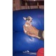 Imagine anunţ Vand puisori superbi de Chihuahua Toy