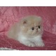 Imagine anunţ pisicuta persana crem