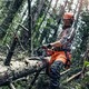 Imagine anunţ Munca in domeniul forestier nevoie de personal