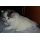 Imagine anunţ vand pui pisica persana doll face alb si galbeni superbi!