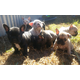 Imagine anunţ Pui de bulldog franceze cadou adopție gratis