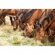 Imagine anunţ Domeniul zootehnic ferma de cai 1600 euro NET