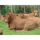 Imagine anunţ Ferma de vaci Germania 1600 euro
