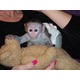 Imagine anunţ Capucină, maimuțe de veveriță, păianjen și marmoset disponibile pentru adopție