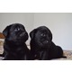 Imagine anunţ Vand labrador retriver cu pedigree (negru)