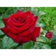 Imagine anunţ Vand butasi trandafiri altoiti