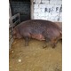 Imagine anunţ vand 7 porci duroc intre 80-150 kg si 3 porci mari