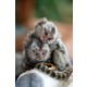 Imagine anunţ maimuţe marmoset frumos pentru adoptarea