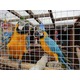Imagine anunţ Boo Macaw Parrots Pentru case gata