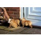 Imagine anunţ Minunat câine bulldog puppies