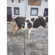Imagine anunţ vand vaca holstein pe punctul de a fata si vitei baltati
