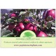 Imagine anunţ Vand pomi fructiferi