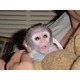 Imagine anunţ maimuțe capucin pentru adoptare.